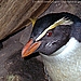 Fjordland Crested Penguins