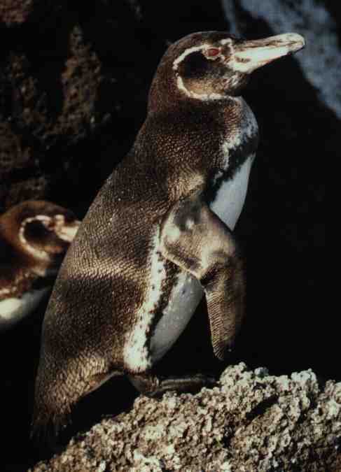 Galapagos Penguins Galapagos Penguins