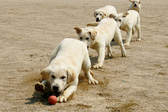 Guess What Breed?