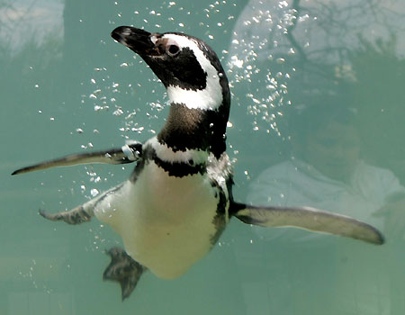 Humboldt Penguins Humboldt Penguins