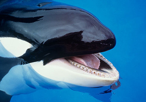 Creature Features: Killer Whales
