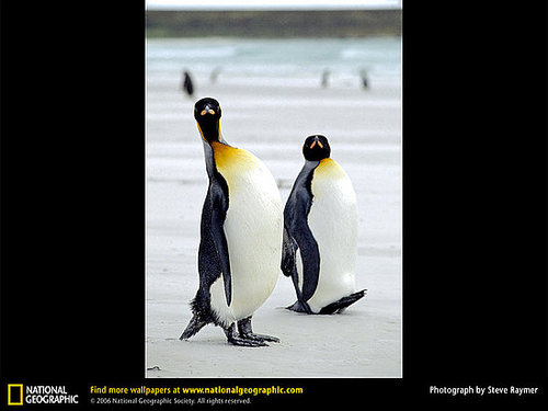 King Penguins King Penguins