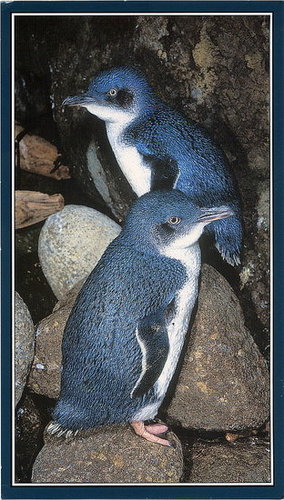 Fairy Penguins Fairy Penguins