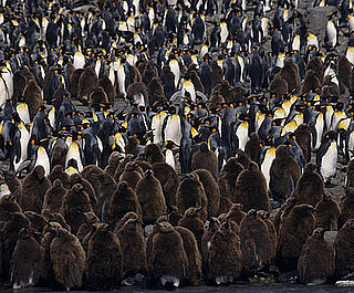 Happy World Penguin Day!