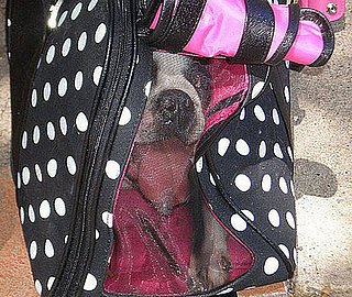 Where's the Craziest Place You've Toted A Pet?
