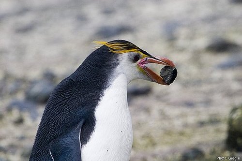Royal Penguins Royal Penguins