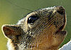 The Scoop: Santa Monica Squirrels Get Birth Controlled