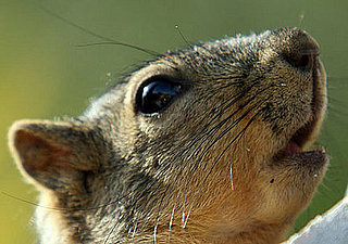 The Scoop: Santa Monica Squirrels Get Birth Controlled