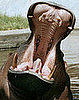 Guess What Animal?
