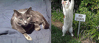 I Need Your Help . . . How to Move Cats That Hate Cars!