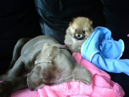 Harley and Manolo: Pets of the Week Harley and Manolo: Pets of the Week