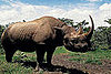 Creature Features: Rhinos
