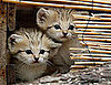 Creature Features: Sand Cats