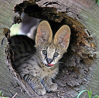 Guess What Animal? 