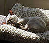Do You Own a Purebred Cat?