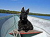 Pippi: Pet of the Day