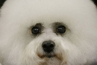 Guess What Breed?