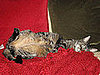Chelsea: Pet of the Day