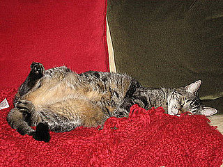 Chelsea: Pet of the Day