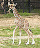 The Scoop: Baby Giraffe With Rare Medical Condition Dies