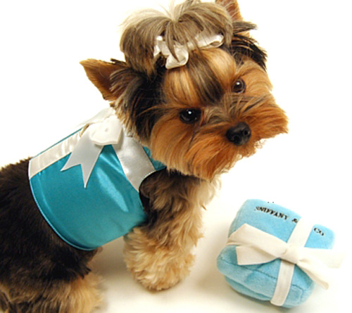 Tiffany's, Sniffany's – Your Pup Deserves It All!