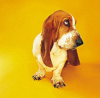 Is Your Pet Moody?