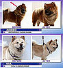 Groomer Has It: Do You Agree With This Week's Decision?