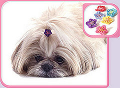 Trend Setters: Preppy Pets Rock . . . Bows and Barrettes