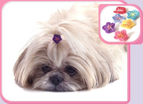 Trend Setters: Preppy Pets Rock . . . Bows and Barrettes