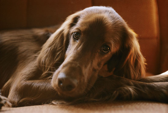 Guess What Breed?