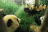 The Scoop: Pandas Fly the Friendly Skies Post-Earthquake
