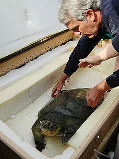 Happy World Turtle Day!