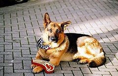 Oscar, the "Met Bar Dog" Passes Away in London