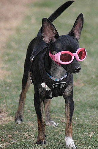 Peanut: Pet of the Day