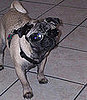 Street Team: Doggles