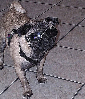 Street Team: Doggles