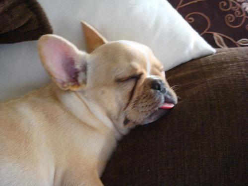 Do Tell: Do Your Pets Keep You Up at Night?