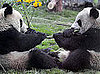 Super Cute Gallery: Panda Plane Touches Down in Beijing