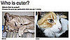 Keep Playing "Which Pet Is Cuter?" For Money!