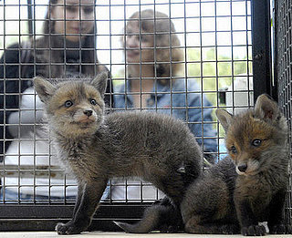 Guess What Animal?