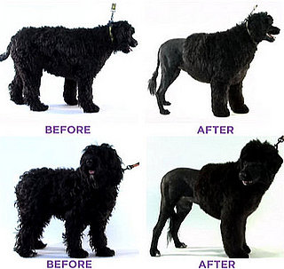 Groomer Has It Recap: "Knowing Your Dog"