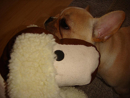 Growing Up Samson: This Puppy Says Bite Meez!