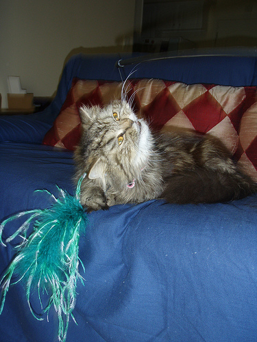 Tolstoy and Pushkin: Pets of the Day Tolstoy and Pushkin: Pets of the Day
