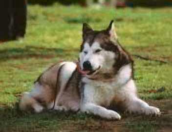 Wolf Wolf