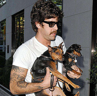 Do Your Dogs Wear a Harness and a Collar?