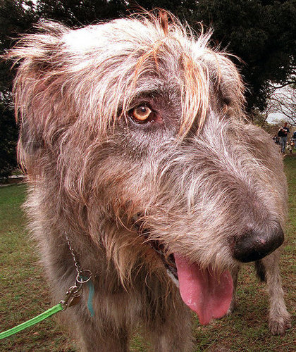 Guess What Breed?
