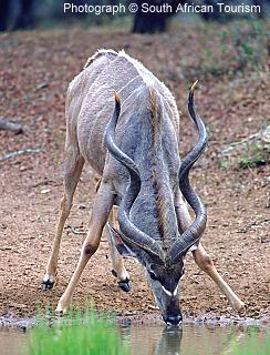 Do You Know Your Antelope?