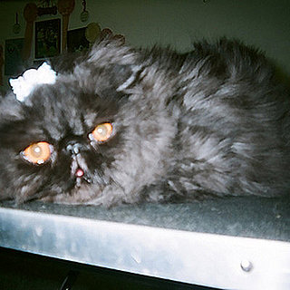 Oliver: Pet of the Day