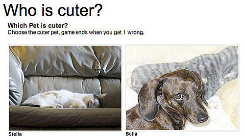 Have You Played "Which Pet Is Cuter?" for Money Yet?!