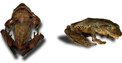 Rare Frog Off the Shelf Rare Frog Off the Shelf